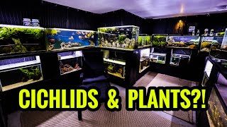 How to Have PLANTS in an AFRICAN CICHLID Aquarium [upl. by Ardnaek]