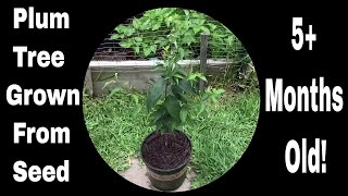 How To Grow Plum Trees From Seed Just Over 5 Months Old [upl. by Malcah797]