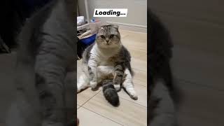 comedy funny soot THE🐈 [upl. by Elsinore509]