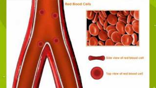 Types Of Blood Cells [upl. by Aniale402]