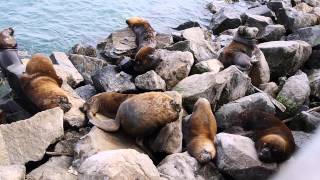 Puerto de San Antonio y sus Lobos Marinos Chile 2014 1080p [upl. by Sagerman]