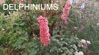 New Delphinium Varieties To Grow Now [upl. by Dayna]