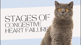 Stages Of Congestive Heart Failure In Cats [upl. by Atteyram]