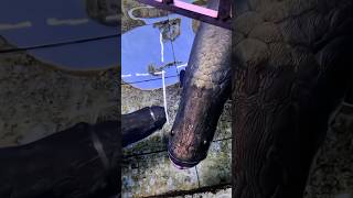 Arapaima attack 🤯 in real life aquarium arapaimafish arapaima shortvideos viralshort [upl. by Enidanreb]