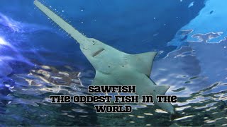 Sawfish  The Oddest Fish In The World [upl. by Anaul]