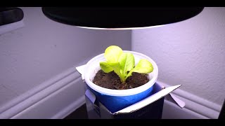 Hydroponic System For Your Office [upl. by Eidnam]