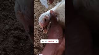 सोनाली मुर्गी 🐓 का आंख में सूजन हो गया है poultry shorts [upl. by Nauqe]