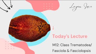 PARASITOLOGYM12 INTRO TO TREMATODES FASCIOLA amp FASCIOLOPSIS [upl. by Werby]