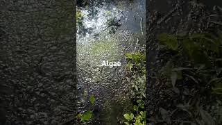 Algae By Biochemist Bìll Árìstøtlé Kai Jr [upl. by Lalaj]