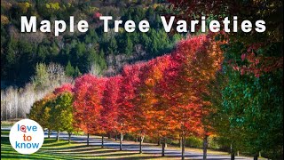 How To Identify Maple Tree Varieties [upl. by Kaye]