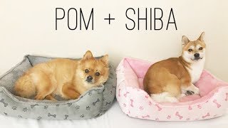 When Pom Meets Shiba Inu [upl. by Florencia]