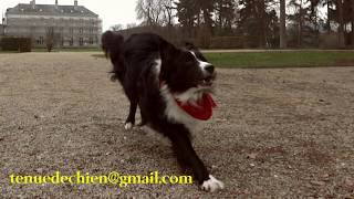 Tenue de Chien travail au sifflet Border collie 20181229 [upl. by Aseneg]