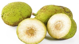 Health Benefits Of Breadfruit To Keep Your Skin And Hair Healthy Without Sacrificing Your Food [upl. by Naveb561]