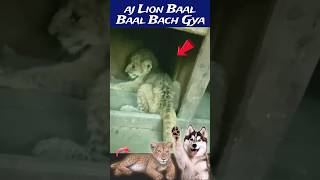 Aaj Lion Cub baal baal Bach gya 🦁 [upl. by Norag]