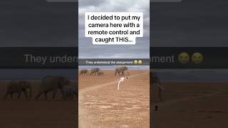 Amazing Elephants capture caught unaware 😭🙈🫶watch till the end ❤️🐘🐘wildlwildlifeelephant [upl. by Anitnegra]