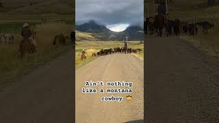 Cattle drive in Bozeman Montana [upl. by Ahsiekan526]