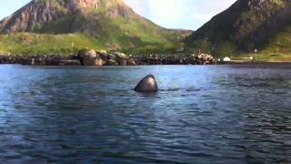 Basking shark in Stø Vesterålen Norway [upl. by Mohamed306]