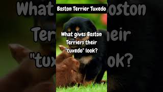 Boston Terrier Tuxedo shorts facts dogknowledge dogbreed [upl. by Arratoon506]