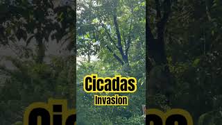 INVADED BY CICADAS The Noise 2024 [upl. by Aztinay266]