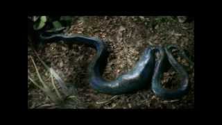 Reptiles amp Amphibians Documentary E1 Part 4 [upl. by Ebberta]