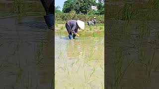 How is rice grown shorts farming [upl. by Ernst]