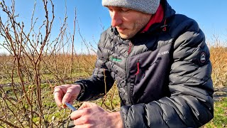 Aktualna sytuacja na plantacjach borówek – Bartłomiej Drzazga Mogielnica 10032024 [upl. by Euginimod]