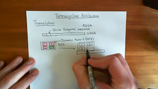 Tetracycline Antibiotics Part 1 [upl. by Hgielsa]