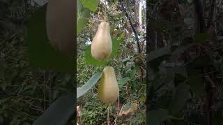 Planting Grow Chayote from Store bought fresh fruits shorts [upl. by Stralka]