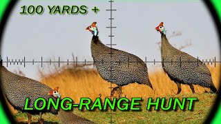 LongRange Airgun  FX Crown MK2  Furiosa  21gr Slugs  Guineafowl  Airgun Pest Control [upl. by Valorie]