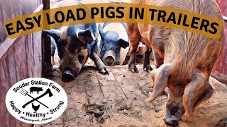 How To Load Pigs In A Trailer Easily [upl. by Tnarud]