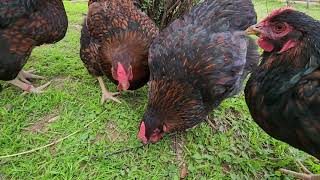 Black Laced Wyandotte Hens [upl. by Janeva680]