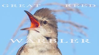 Bird sounds Great reed warbler singing [upl. by Acinoreb]