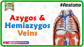 Azygos and Hemiazygos veins  Gross anatomy of Abdomen and pelvis [upl. by Doralynn]