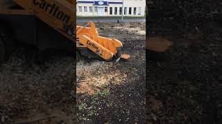 Carlton 4400 stump grinder like 7015 [upl. by Eiramaliehs970]