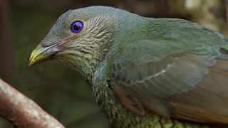 Odd Bird Seduction Techniques  Life Story  BBC Earth [upl. by Notsag385]