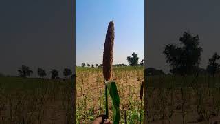 Plant of Pearl millet Cenchrus americanus Pennisetum glaucum [upl. by Haran]