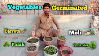 Sub Vegetables ki Germination Hogai😀 [upl. by Eelnayr413]