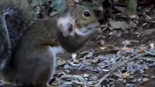 Squirrel with very large Botfly lump [upl. by Rubia]