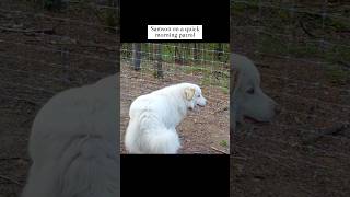 Our Karakachan Samson on morning patrol livestockguardiandog doglover guardiandog [upl. by Mccord]