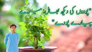 Paudhon ki dekhbhal mere pyare paudh Daily vlog a day in my life a day in my life vlog [upl. by Oilenroc827]