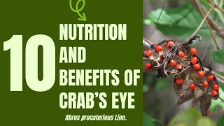 10 Medical Uses and Health Benefits of Crabs Eye Abrus precatorius Linn [upl. by Altis]