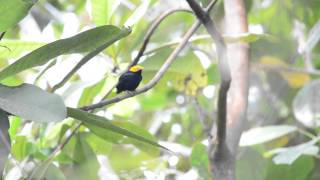 Golden Headed Manakin [upl. by Dania]