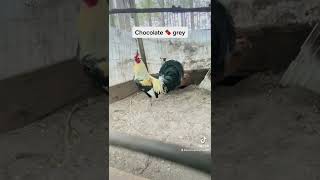 Chocolate Grey Gamefowl at Kenzie Gamefarm [upl. by Aim581]