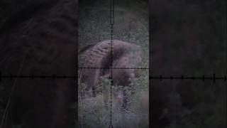 Daystate Air Ranger 22cal 80 fpe Hog Hunting airrifleshooting hunting [upl. by Imnubulo]