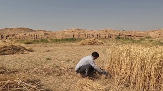 Harvesting Wheat By Hand In The Villages Of IRAN  Nomadic Lifestyle Of IRAN [upl. by Amsirp]