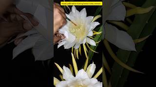 Dragon Fruit  Hand pollination during heavy rainy season shorts trending [upl. by Mandy]