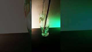 Light Refraction Experiment scienceexperiment refraction light [upl. by Esialb]