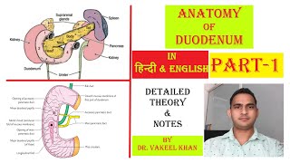 ANATOMY OF DUODENUM  PART  1  FULL LECTURE amp NOTES OF DUODENUM IN HINDI  PARTS OF DUODENUM [upl. by Ahsikal]