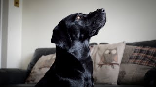 25 Labrador Tricks [upl. by Ebbie]