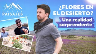 🌵¿Cómo es el Desierto Florido 🌸 Se repite el fenómeno este 2024  Atacama [upl. by Nadiya410]